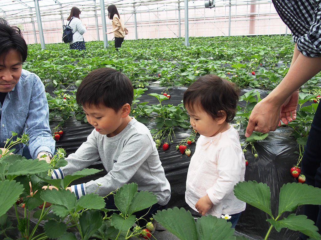 小松沢レジャー農園(埼玉県/横瀬町)