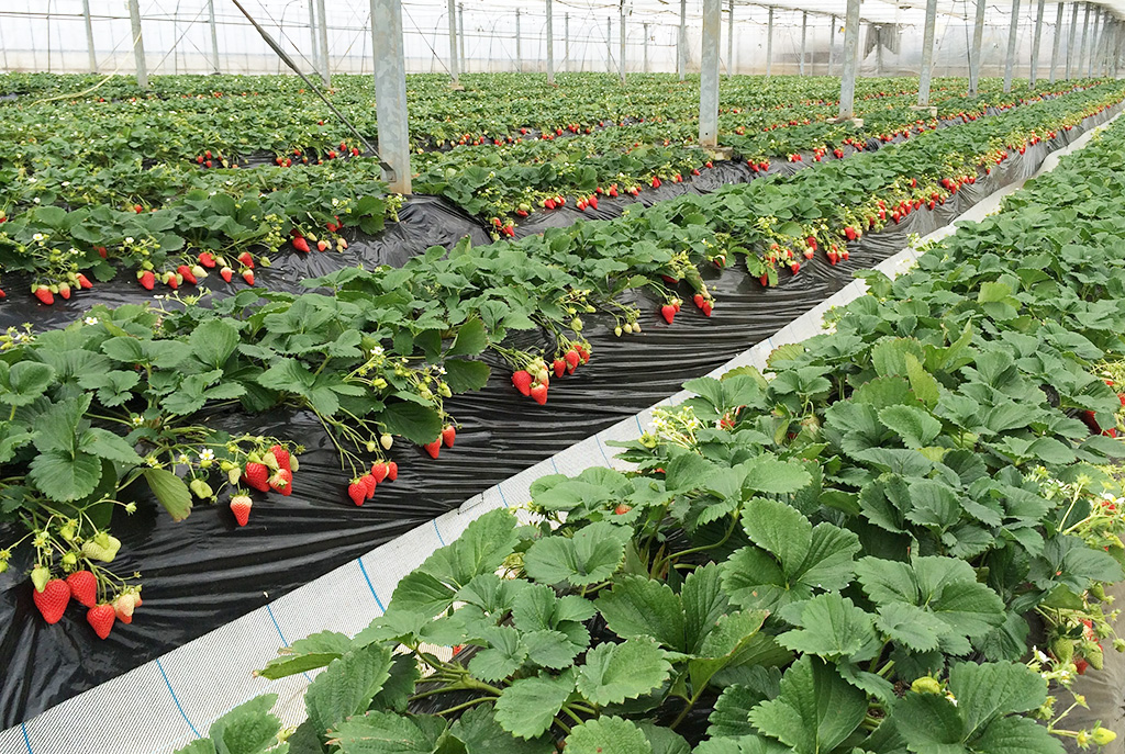 小松沢レジャー農園(埼玉県/横瀬町)