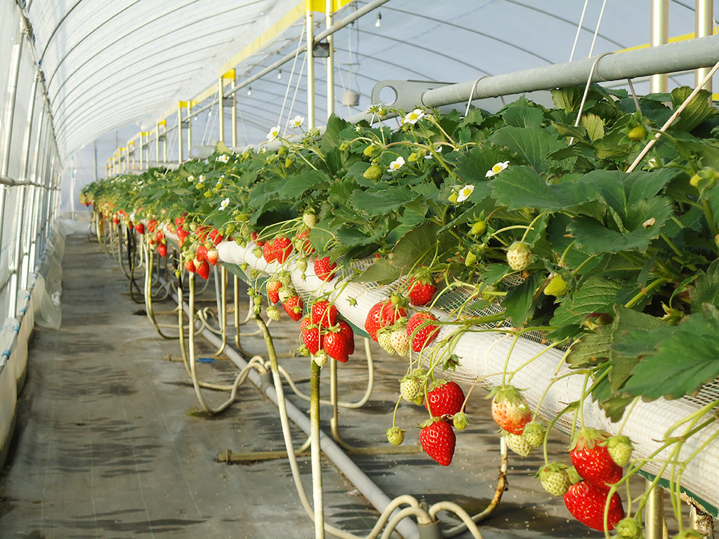 高設栽培のいちご狩り/日光ストロベリーパーク(栃木県/日光市)