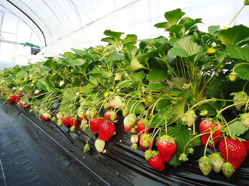 土耕栽培のいちご狩り/日光ストロベリーパーク(栃木県/日光市)