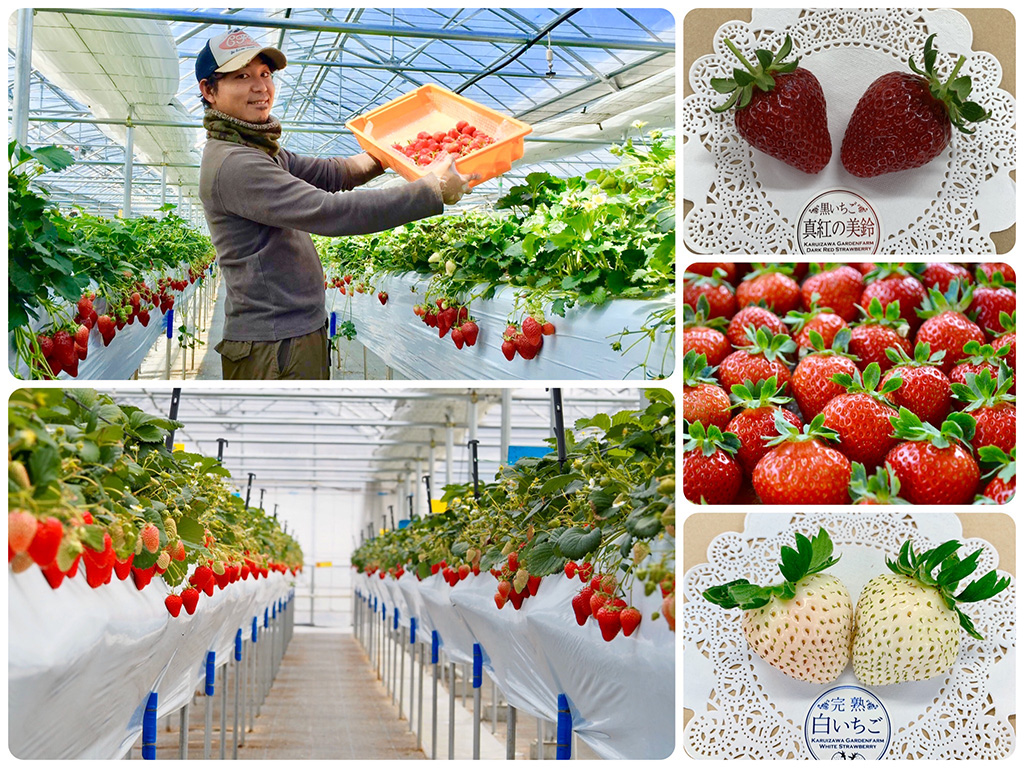 軽井沢ガーデンファームいちご園(長野県/軽井沢町)