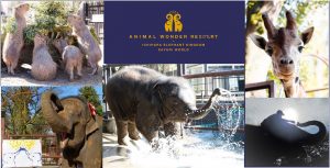 「市原ぞうの国」と「サユリワールド」が2021年大規模リニューアル！「ANIMAL WONDER REZOURT」へ