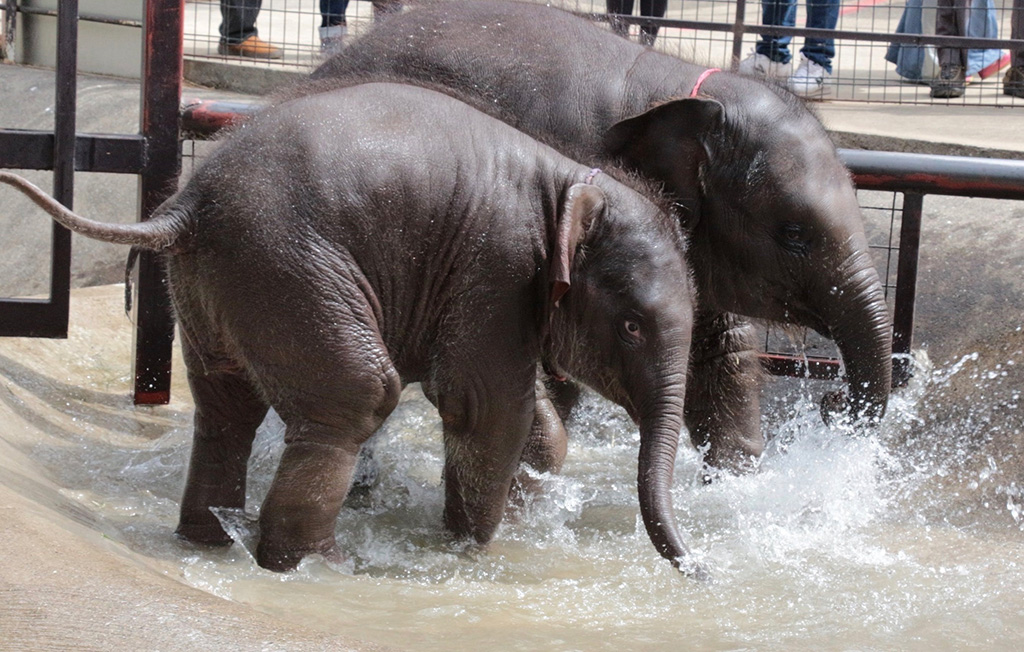 水遊びをするぞう/市原ぞうの国(千葉県/市原市)