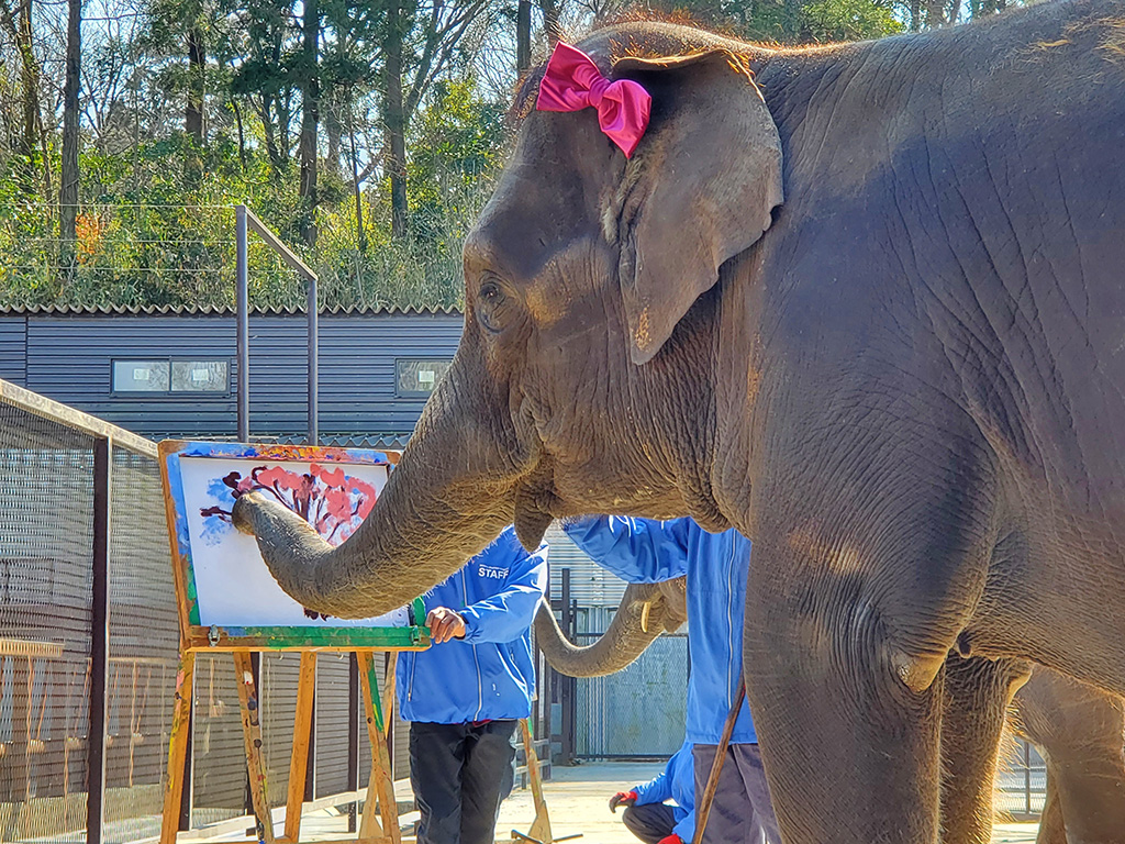 「ぞうさんのパフォーマンスタイム」の様子/市原ぞうの国(千葉県/市原市)