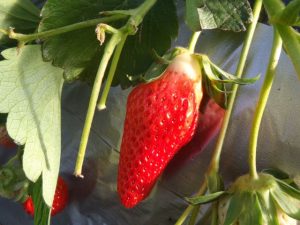 成東・東金・九十九里のおすすめいちご狩り＆子連れドライブスポット（2025春/千葉）