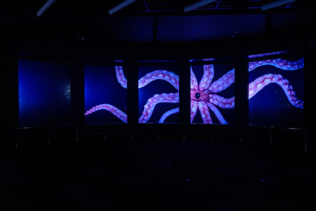 バーチャル水槽に映し出されるダイオウイカ/DMMかりゆし水族館（沖縄県／豊見城市）