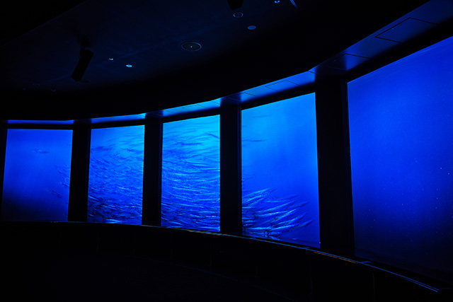 バーチャル水槽に映し出される魚の群れ/DMMかりゆし水族館（沖縄県／豊見城市）