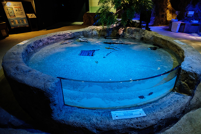 夜モードのタッチプール/DMMかりゆし水族館（沖縄県／豊見城市）