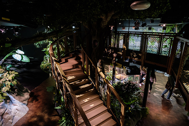 水槽を上から覗けるウッドデッキ/DMMかりゆし水族館（沖縄県／豊見城市）