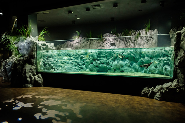 フンボルトペンギンの水槽/DMMかりゆし水族館（沖縄県／豊見城市）