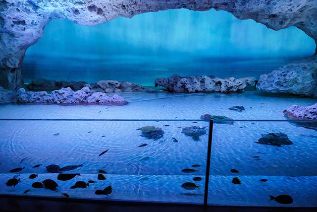 /DMMかりゆし水族館（沖縄県／豊見城市）