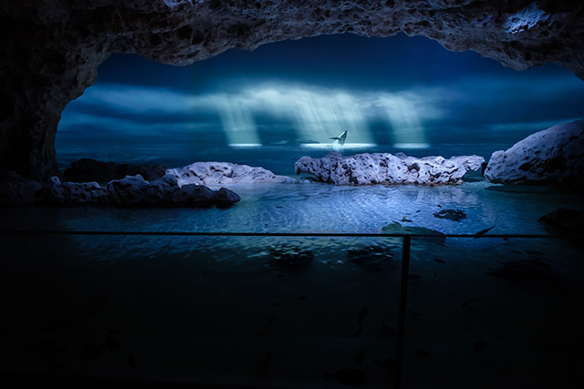 クジラが豪快にジャンプ/DMMかりゆし水族館（沖縄県／豊見城市）