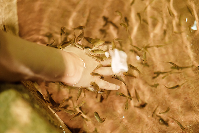 ドクターフィッシュの水槽/DMMかりゆし水族館（沖縄県／豊見城市）