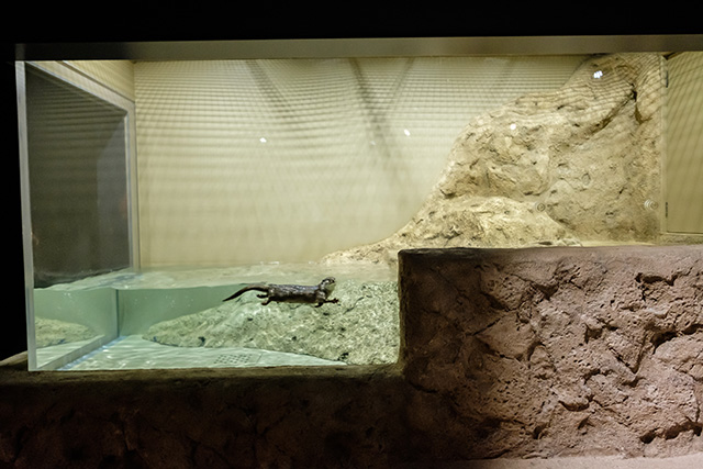 コツメカワウソの水槽/DMMかりゆし水族館（沖縄県／豊見城市）