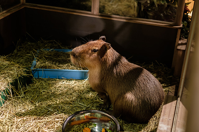 カピバラ/DMMかりゆし水族館（沖縄県／豊見城市）