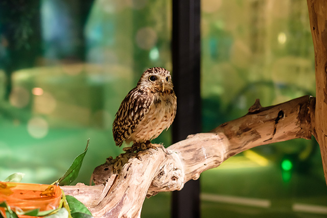 アナホリフクロウ/DMMかりゆし水族館（沖縄県／豊見城市）