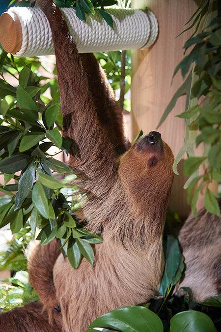 フタユビナマケモノ/DMMかりゆし水族館（沖縄県／豊見城市）