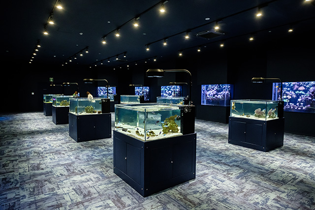 8槽の個水槽/DMMかりゆし水族館（沖縄県／豊見城市）