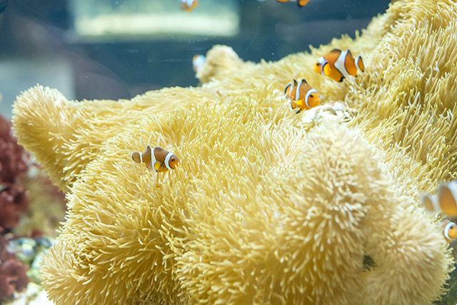 カクレクマノミ/DMMかりゆし水族館（沖縄県／豊見城市）