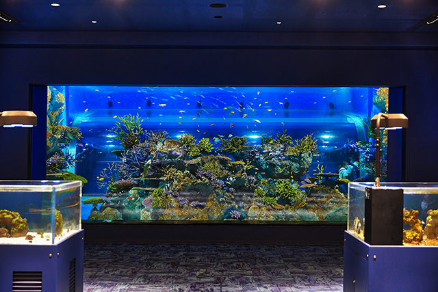 熱帯魚水槽/DMMかりゆし水族館（沖縄県／豊見城市）