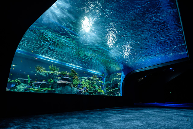 トンネル状の水槽/DMMかりゆし水族館（沖縄県／豊見城市）