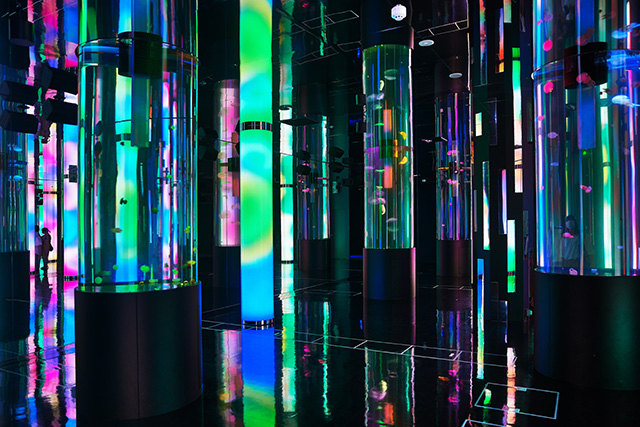 クラゲの展示エリア/DMMかりゆし水族館（沖縄県／豊見城市）