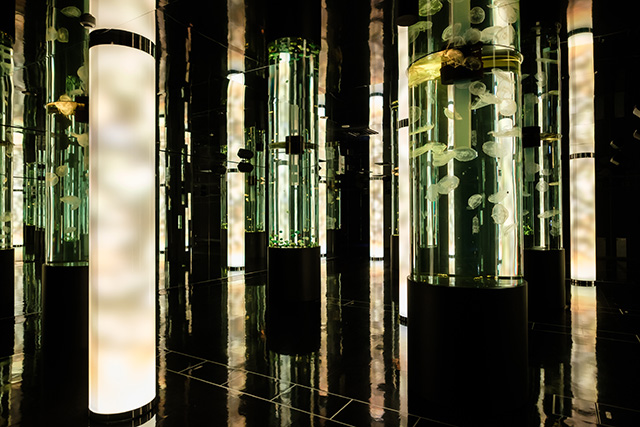 クラゲの展示エリア/DMMかりゆし水族館（沖縄県／豊見城市）