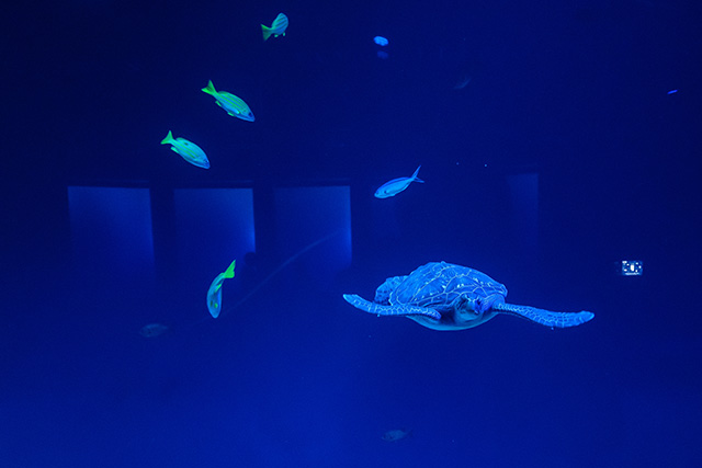 アオウミガメの子供がいる大水槽/DMMかりゆし水族館（沖縄県／豊見城市）