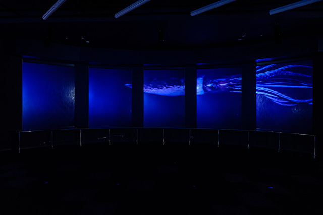 バーチャル水槽/DMMかりゆし水族館（沖縄県／豊見城市）