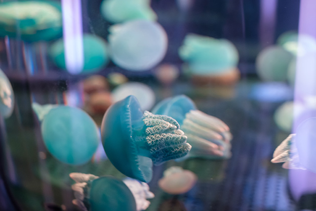 カラージェリーフィッシュ/DMMかりゆし水族館（沖縄県／豊見城市）