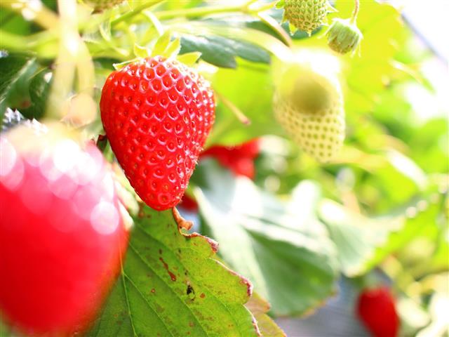 おきうね農園（埼玉県／秩父郡横瀬町）