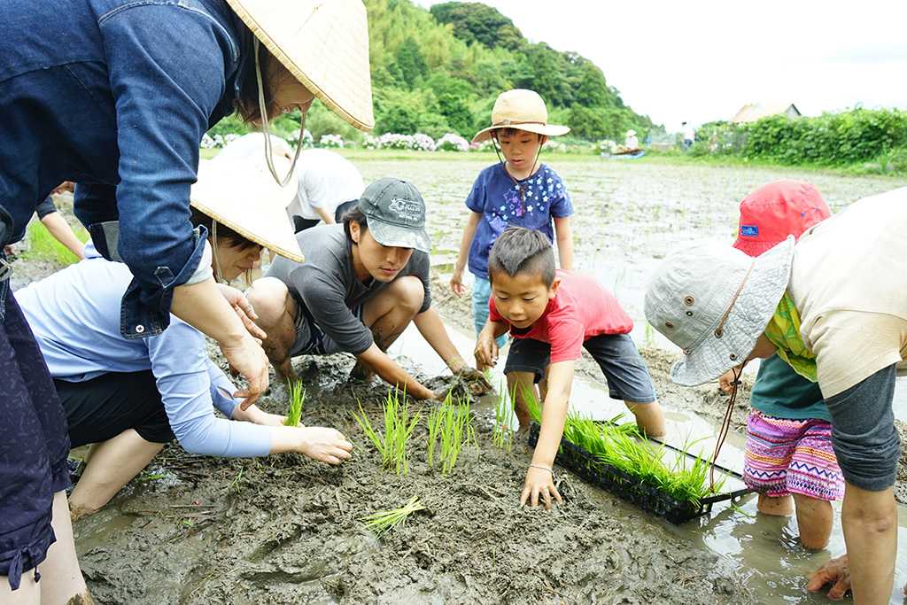 田植えをする様子
