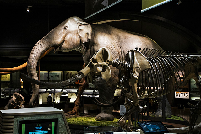 ゾウの化石コレ クション/滋賀県立 琵琶湖博物館（草津市）