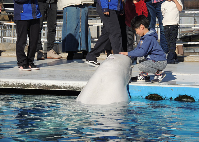 シロイルカのおでこにタッチ/横浜・八景島シーパラダイス(神奈川県/横浜市)