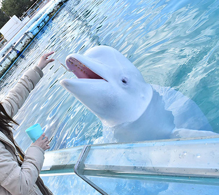 シロイルカのエサやりの様子/横浜・八景島シーパラダイス(神奈川県/横浜市)