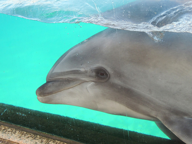 バンドウイルカ/横浜・八景島シーパラダイス(神奈川県/横浜市)