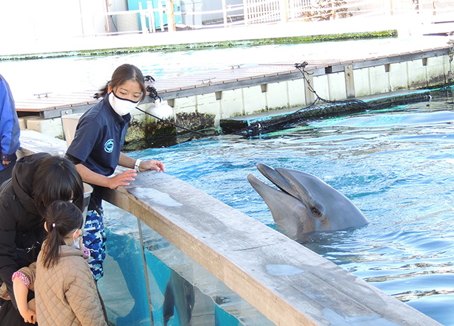 フレンドリータイム バンドウイルカ/横浜・八景島シーパラダイス(神奈川県/横浜市)