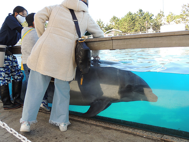 バンドウイルカの背中にタッチ/横浜・八景島シーパラダイス(神奈川県/横浜市)