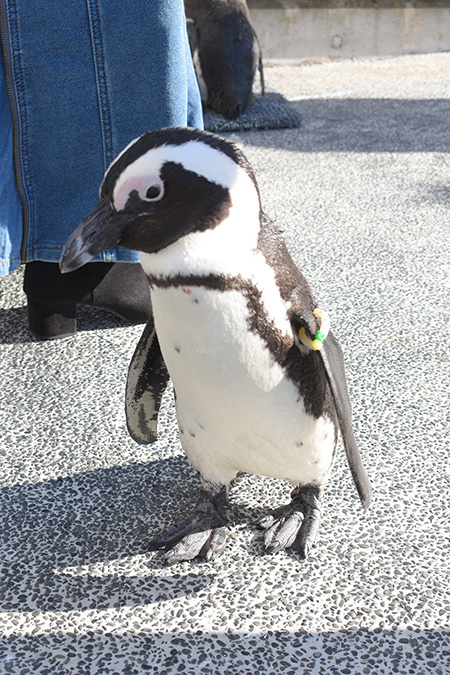 ペンギン/横浜・八景島シーパラダイス(神奈川県/横浜市)
