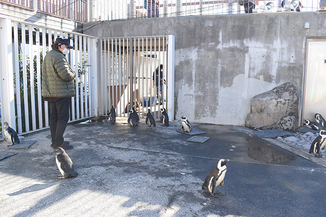 ペンギンの生活空間を覗き見/横浜・八景島シーパラダイス(神奈川県/横浜市)