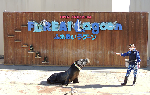 オタリアたちのパフォーマンス/横浜・八景島シーパラダイス(神奈川県/横浜市)