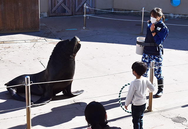 オタリアの首に輪投げ体験/横浜・八景島シーパラダイス(神奈川県/横浜市)