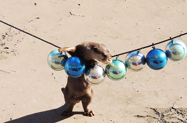コツメカワウソのパフォーマンス/横浜・八景島シーパラダイス(神奈川県/横浜市)