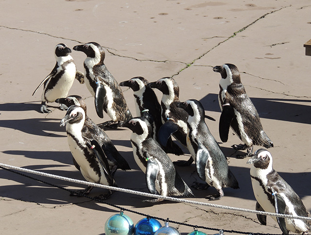 集団でゾロゾロと歩くペンギン/横浜・八景島シーパラダイス(神奈川県/横浜市)