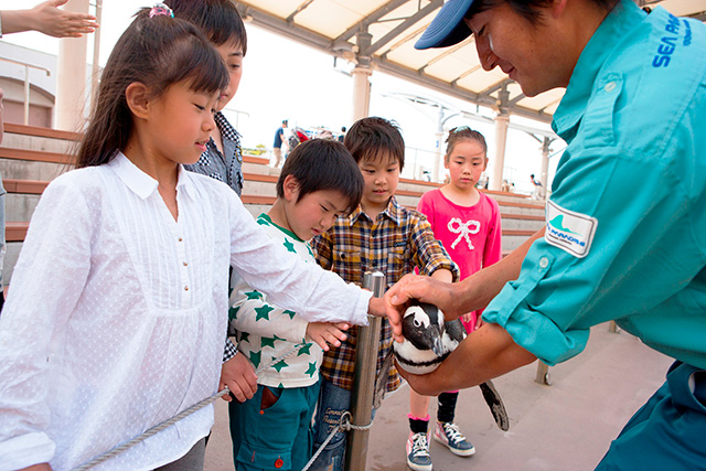 ペンギンの触れ合いタイム/横浜・八景島シーパラダイス(神奈川県/横浜市)