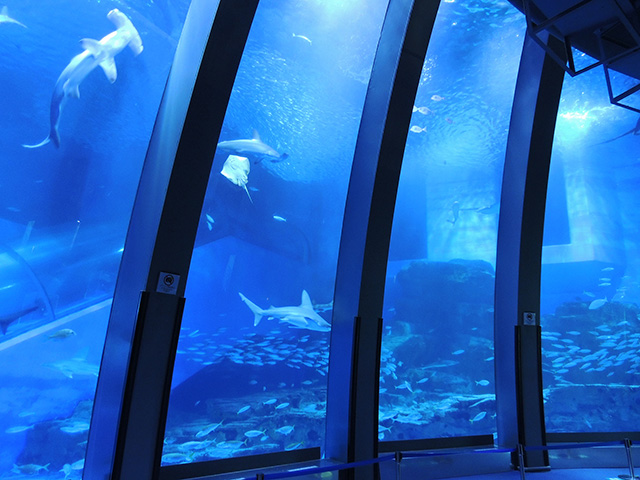 「アクアミュージアム」の大水槽/横浜・八景島シーパラダイス(神奈川県/横浜市)