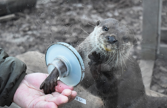 「コツメカワウソとあくしゅ」/横浜・八景島シーパラダイス(神奈川県/横浜市)