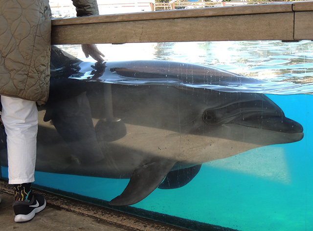 「フレンドリータイム」でイルカにタッチ/横浜・八景島シーパラダイス(神奈川県/横浜市)