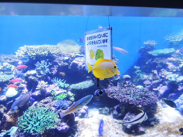 キイロハギ/横浜・八景島シーパラダイス(神奈川県/横浜市)