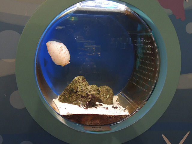 ハナデンシャ/横浜・八景島シーパラダイス(神奈川県/横浜市)